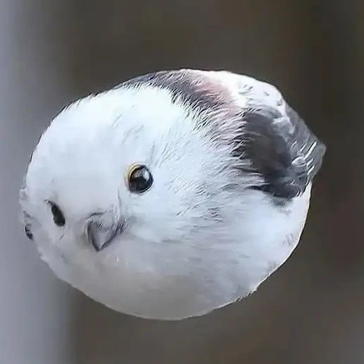 山雀